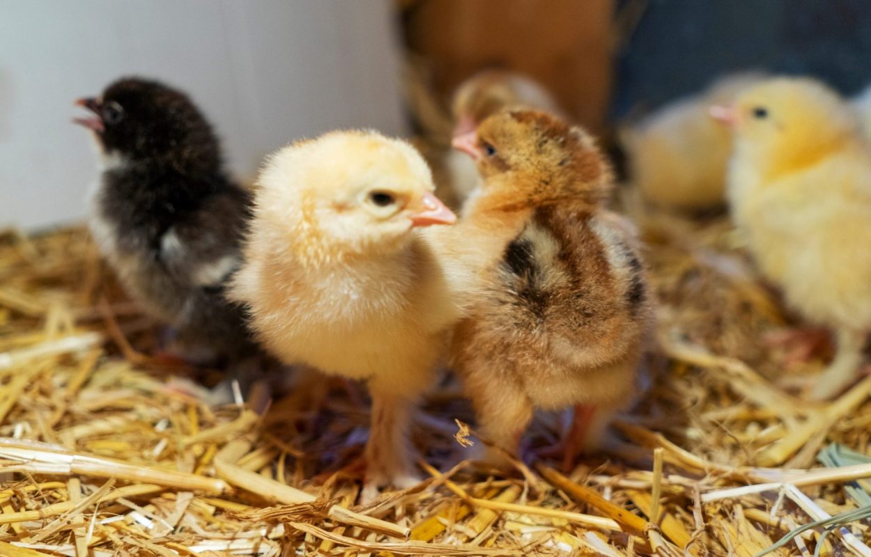 Raising & Treating Injured Chicks