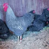 Barred Rock Bantam Chicks