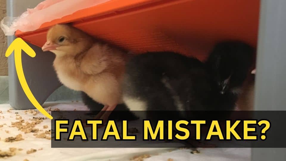 Getting Started With Chickens