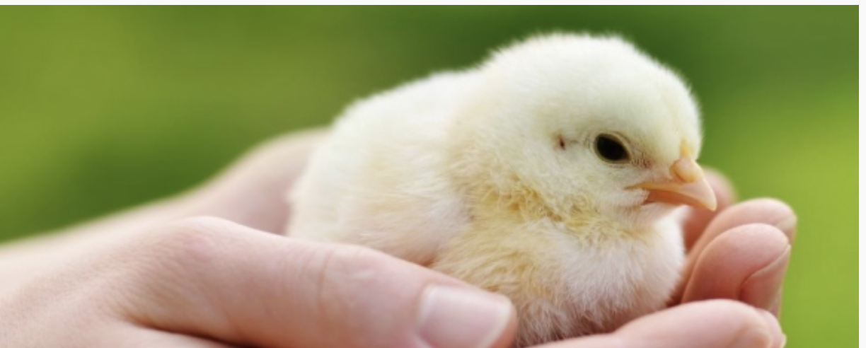 Feathered Farm Supplies