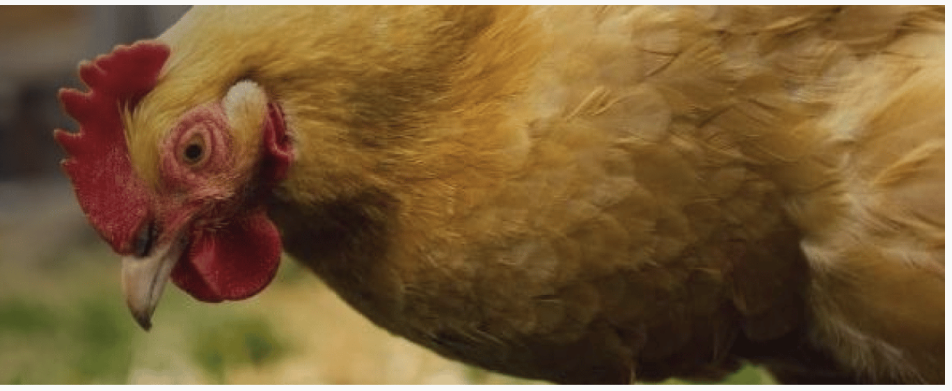 Feathered Farm Supplies