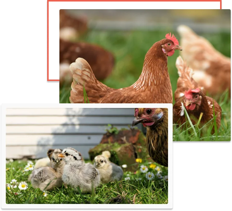 Feathered Farm Supplies